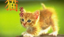 娱乐吃瓜酱小猫,揭秘娱乐圈那些不为人知的幕后故事